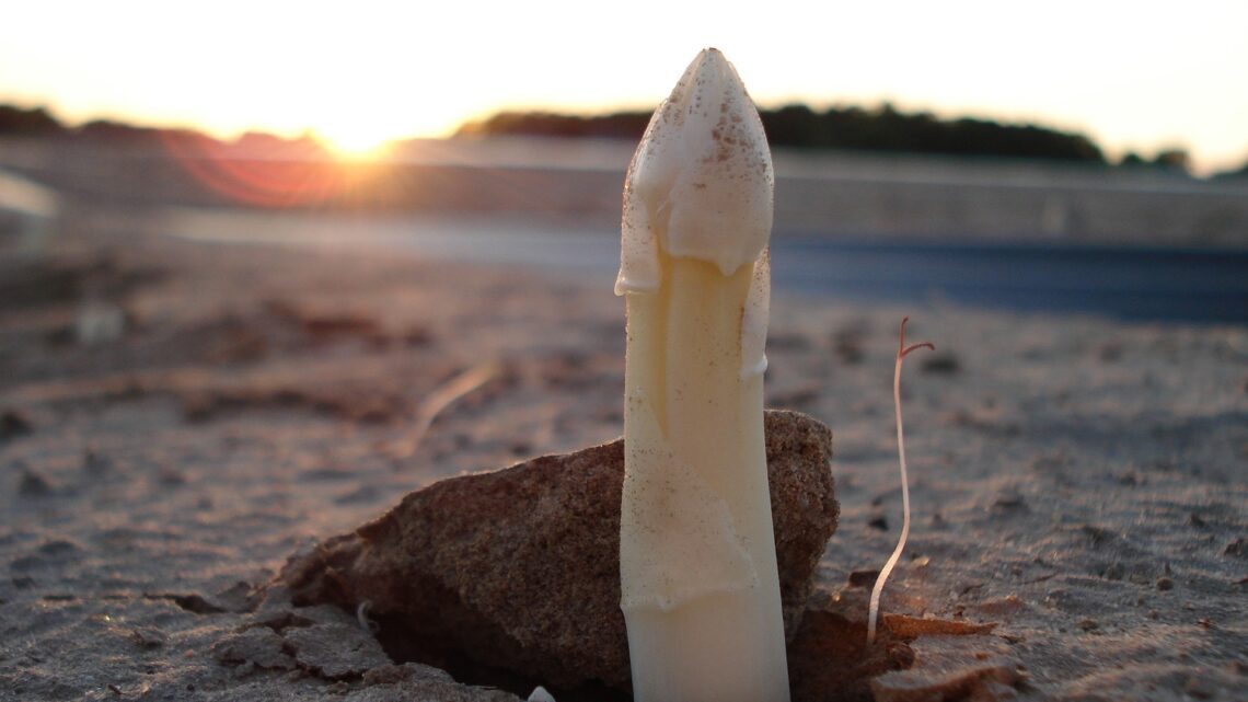 Asperge-seizoen op 28 maart van start